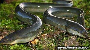 Eels