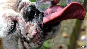 Dog drinking water