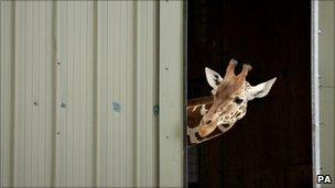 Giraffe at zoo peeking out