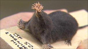 Star-nosed mole