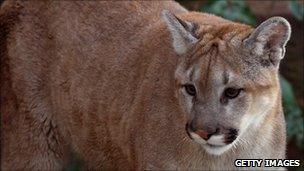 Mountain lion (file image)