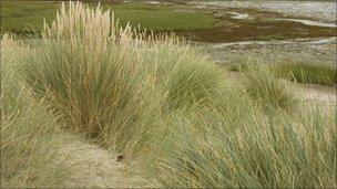 Sand dunes generic