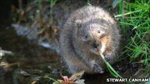 Watervole in Dorset stream (by Stewart Canham)