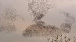 Flock of starlings