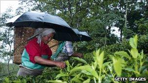 Tea pickers in India