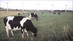 Cows and wind turbines