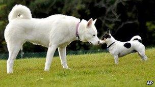 Two dogs in a park