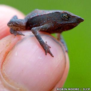 New species of beaked toad