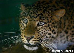 The leopard's three-month pregnancy may results from its more complex placenta