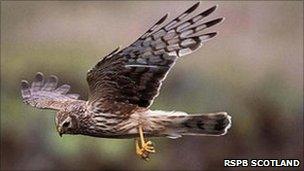 Hen Harrier [Pic: RSPB Scotland]