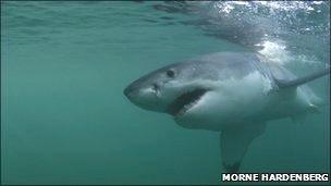 Great white shark off coast of Africa (Morne Hardenberg)