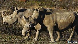 Rhinos in a game park in South Africa