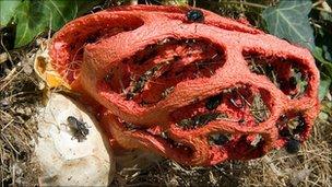 The Latticed Stinkhorn or Red Cage