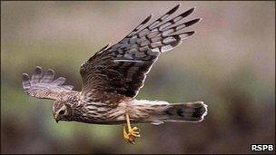 Hen Harrier (pic courtesy of RSPB)