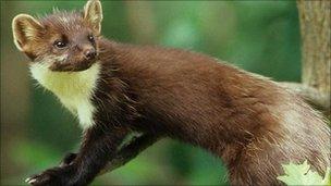 A pine marten