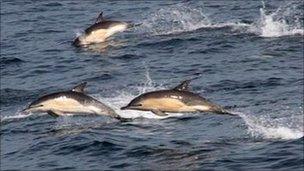 Common dolphins