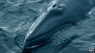 Minke whale