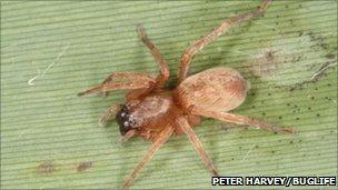 Rosser's sac spider