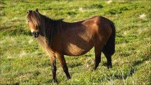 A Carneddau pony