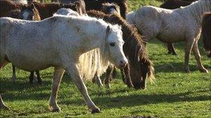 Carneddau ponies