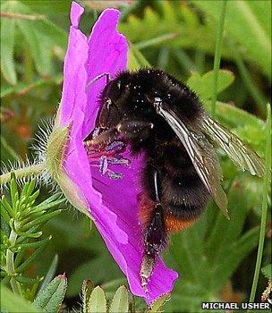 Red-tailed bumblebee (Image: Michael Usher)