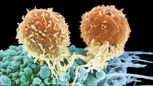 T cells