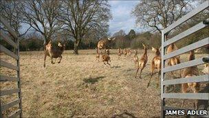 Red deer at Pirbright