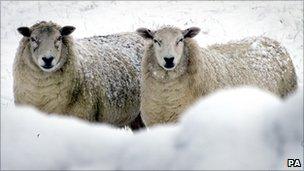 Sheep in a frozen field