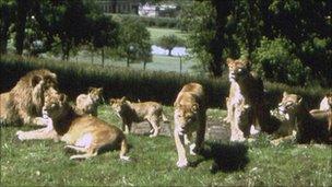 Lions at Longleat