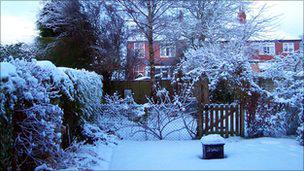 Snowy garden