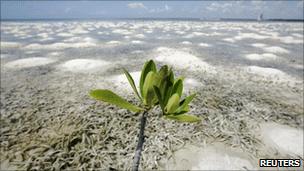 Remains of mangrove swamp