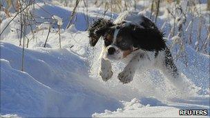 Dog in snow, Sutton Bank, North Yorks