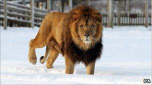 Lion