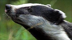 Badger