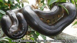 Anaconda in Yasuni National Park