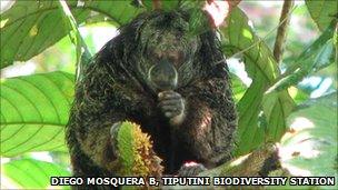 Saki monkey in Yasuni National Park