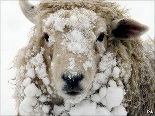 Snowy sheep, Ashford, Kent