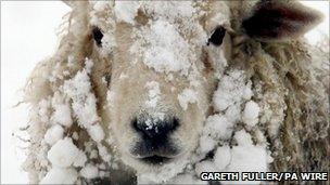 A sheep in a field in Ashford