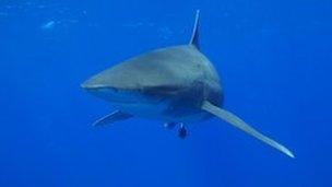 oceanic white tip shark