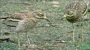 Stone curlews