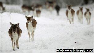 Deer in Knowle Park