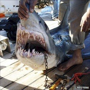 A man holds the shark which was identified by environment ministry officials as the shark which attacked tourists off Sharm el-Sheikh. Photo: 2 December 2010