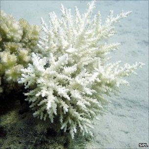 Bleached coral