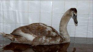 Cygnet