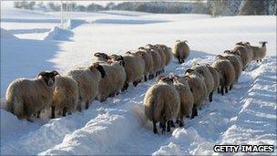 Sheep in snow