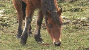 New Forest ponies