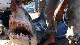 The shark identified by Egyptian officials as the one which attacked tourists off Sharm el-Sheikh (2 December 2010)