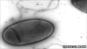 H. titanicae bacterium (H Mann)