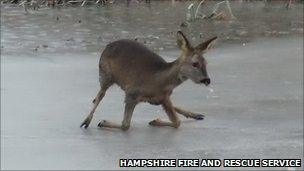 Deer on ice