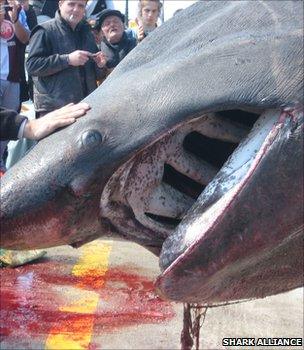 Basking shark that was reportedly landed illegally (Image: Shark Alliance)